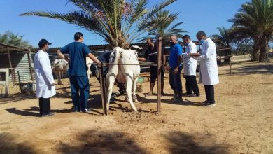 المركز الوطني للصحة الحيوانية